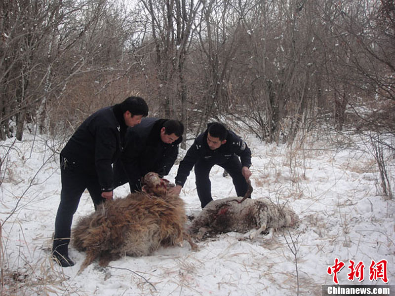 图为第四师森林公安民警正在帮助牧民进行灾后处理.